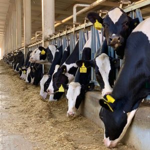 Dairy breed Holstein