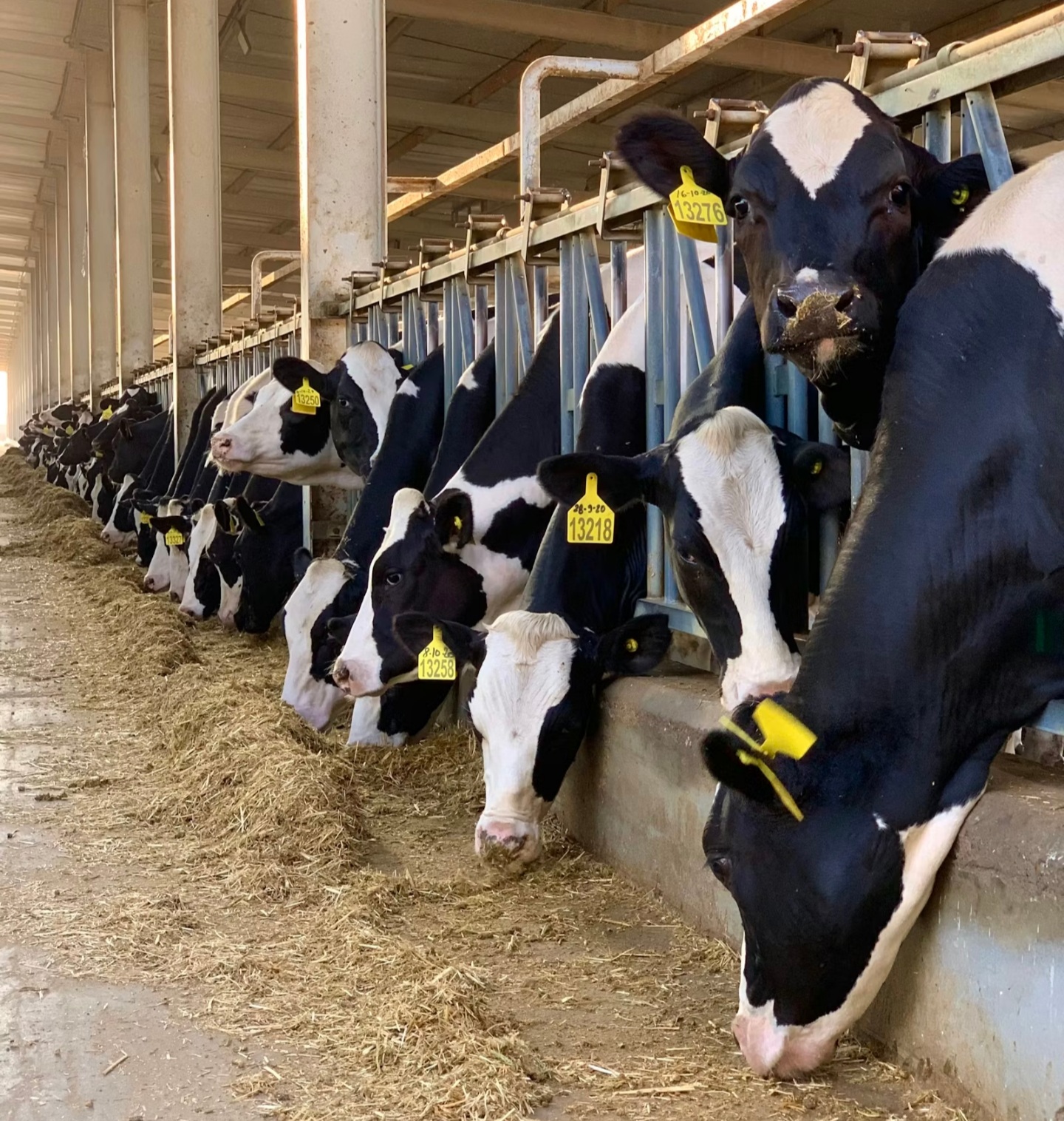 Dairy breed Holstein
