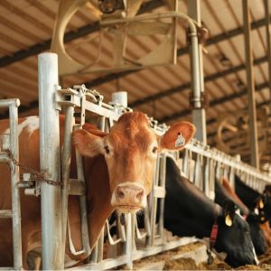 Dairy breed Holstein