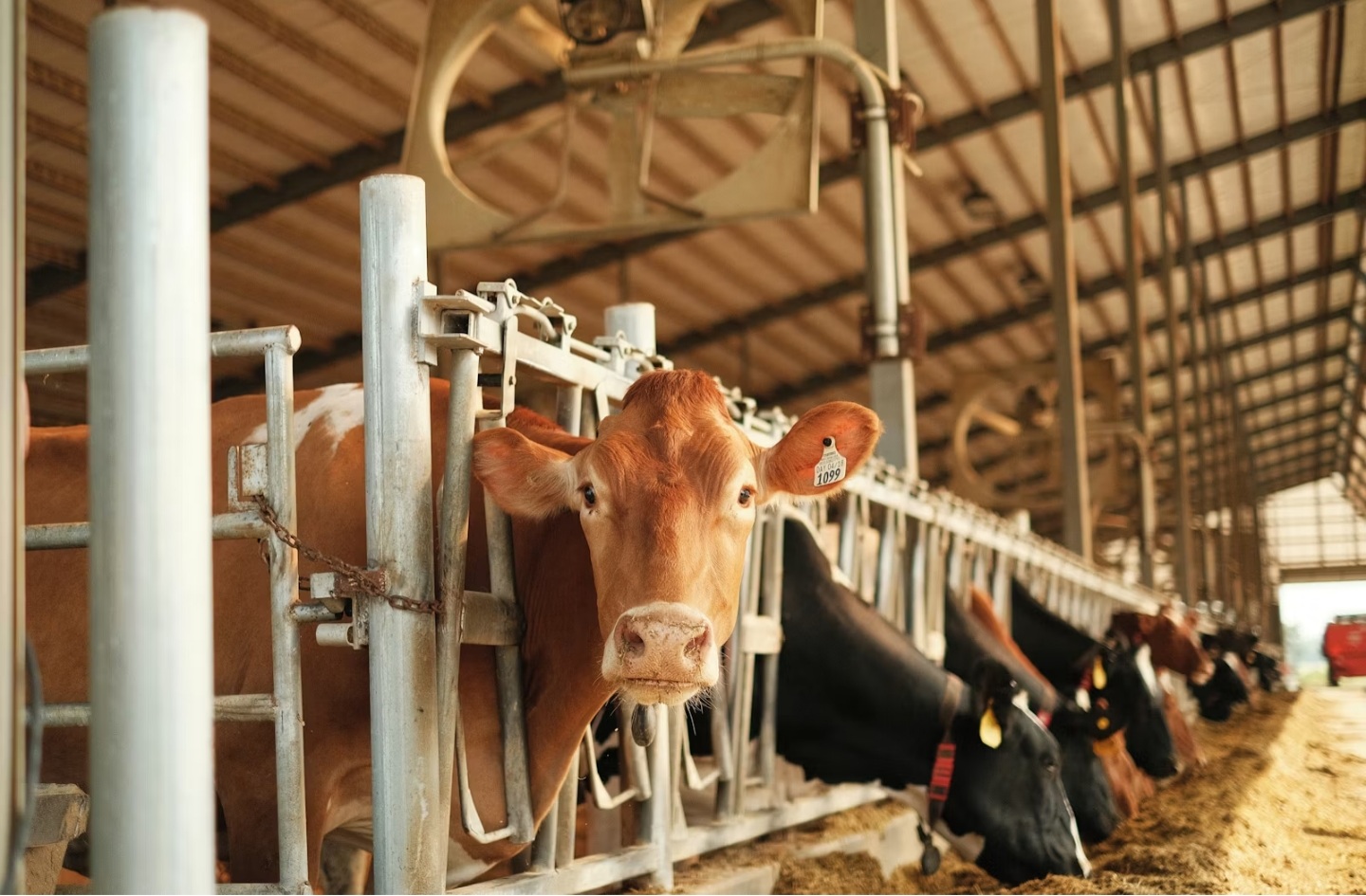 Dairy breed Holstein