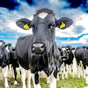 Dairy breed Holstein