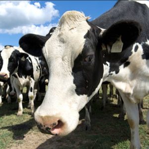 Dairy breed Holstein
