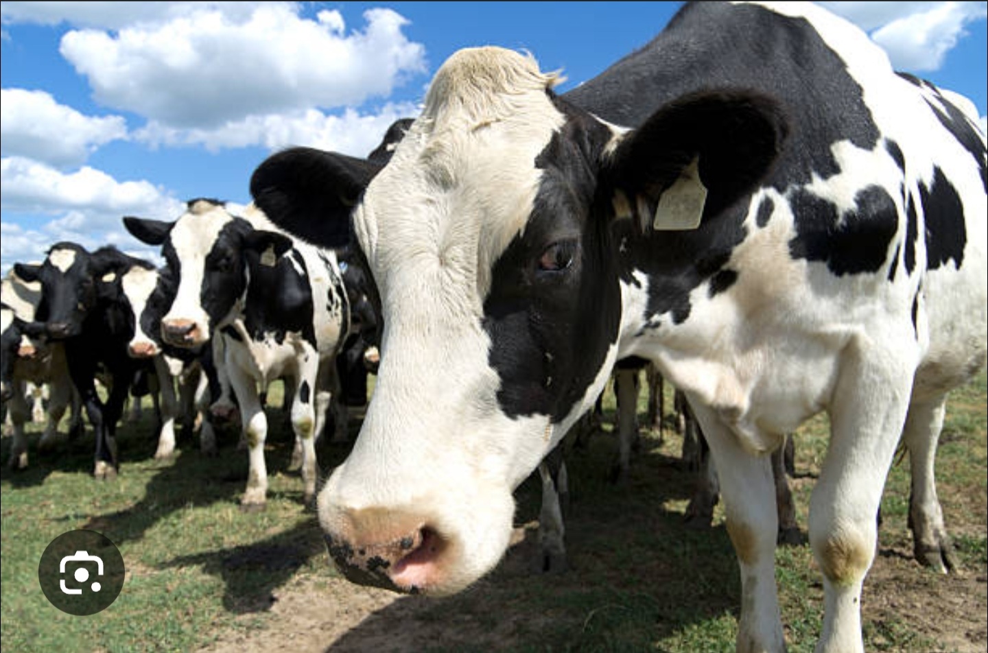 Dairy breed Holstein
